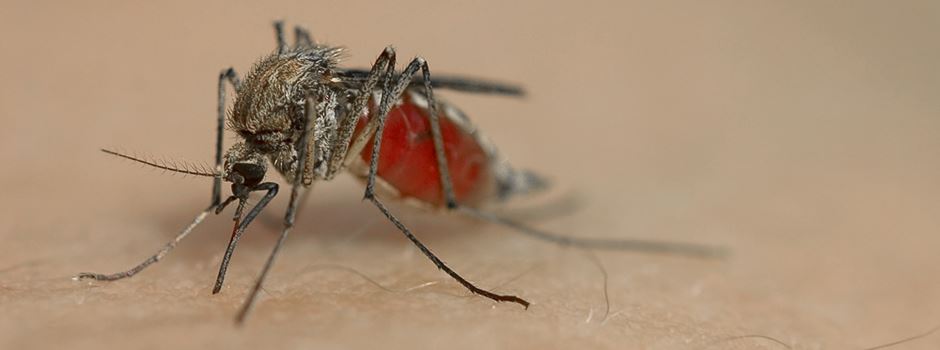 Ideale Brutbedingungen: Droht uns dieses Jahr eine Stechmückenplage in Wiesbaden?