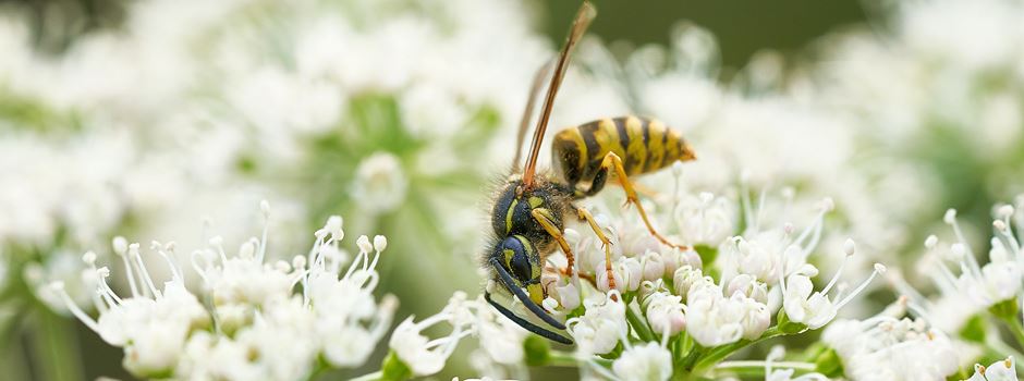 Wespen stehen unter Naturschutz: So geht man am besten mit ihnen um