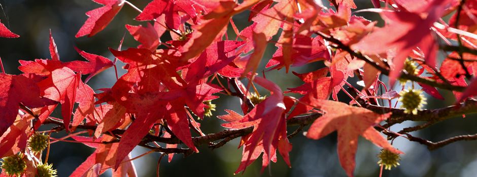 Herbst in Niederkassel: Natur in ihrer bunten Vielfalt