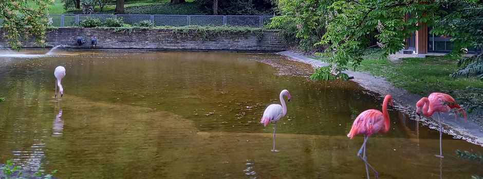 Wie werden die Flamingos im Mainzer Stadtpark flugunfähig gemacht?