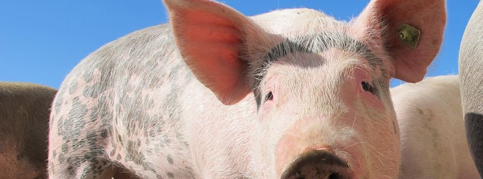 Schweine auf der Landstraße unterwegs – Tier wird mit Lasso eingefangen