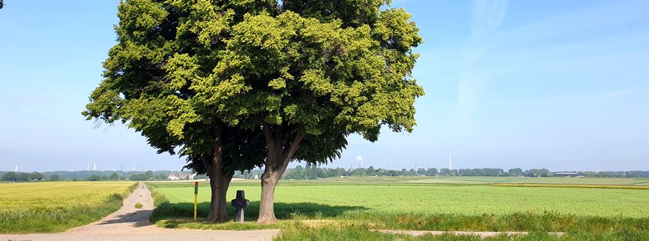 Lülsdorf: Bürgerantrag für Ruhebank unter alten Lindenbäumen auf beliebtem Feldweg