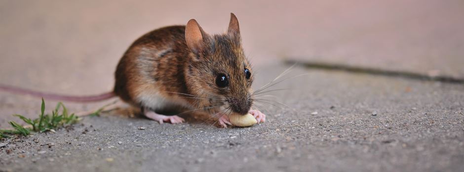 Ratten-Sichtungen in den Straßen und Gärten