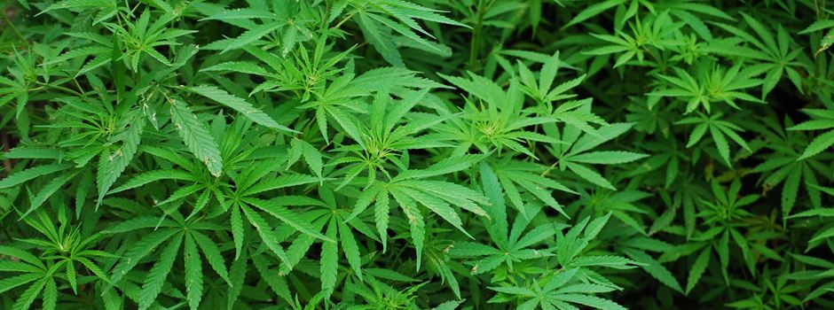 Wird Wiesbaden jetzt zur Modellstadt für die Cannabis-Legalisierung?