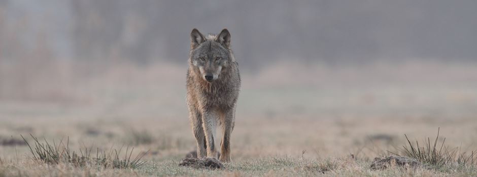 Naturschutzbund Heidekreis begrüßt Klage gegen Wolfsverordnung