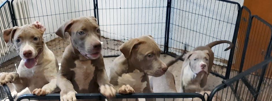 Hundewelpen in Wiesbaden aus katastrophalen Zuständen befreit