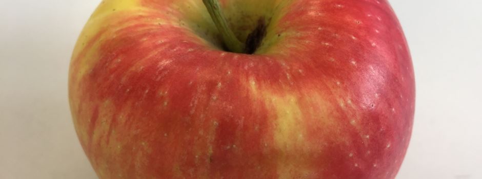 Erntezeit für Äpfel in Herzebrock-Clarholz
