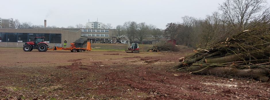 Zahlreiche alte Bäume an Mainzer Schule gefällt: Naturschützer schockiert