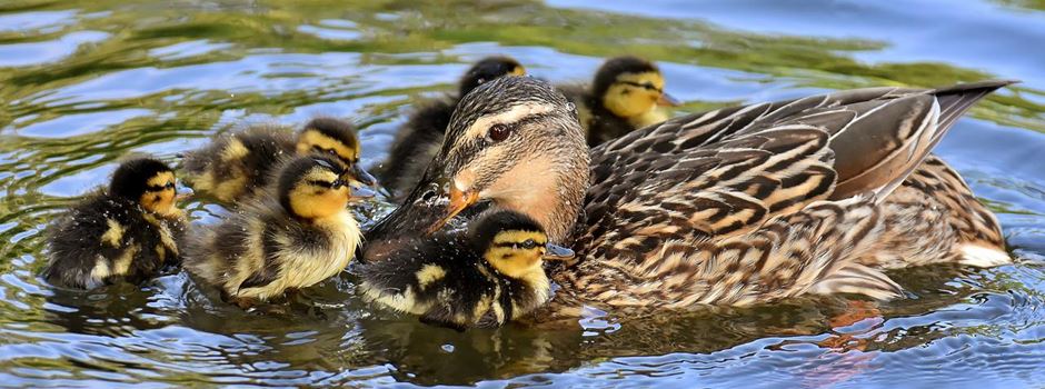 Wiesbadener Wissenschaftler: Füttern von Wasservögeln für Tiere gefährlich