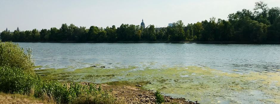 Rhein zu warm: Umweltministerium ruft Warnstufe aus