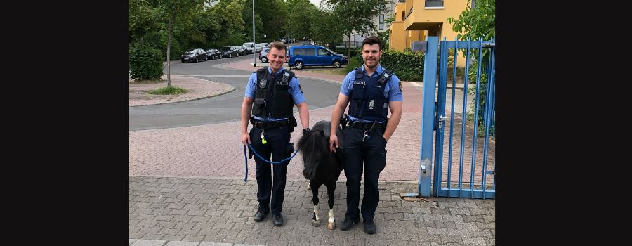Polizisten staunen: Plötzlich läuft ein Pony durch Mainz-Lerchenberg