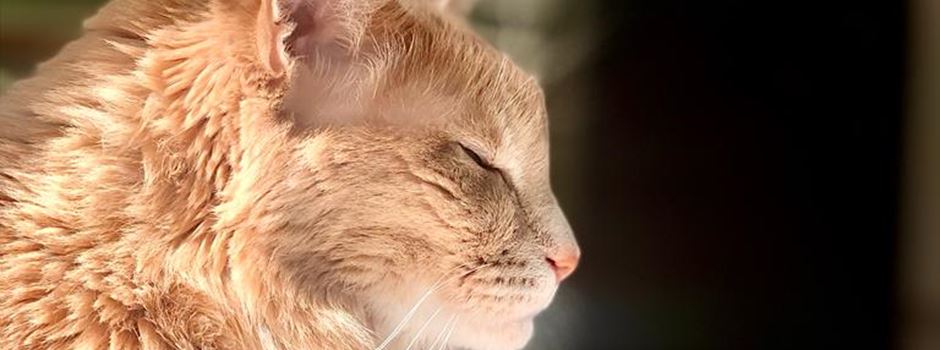 Die schönsten Katzen der Merkurist-Leser