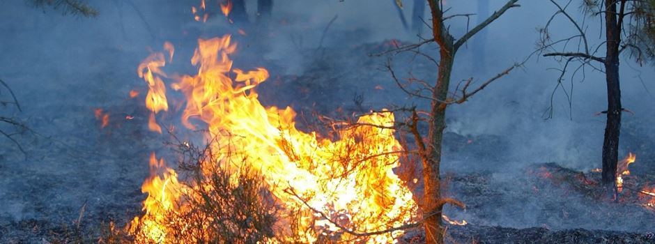 Extreme Trockenheit: Warnungen vor sehr hoher Waldbrandgefahr