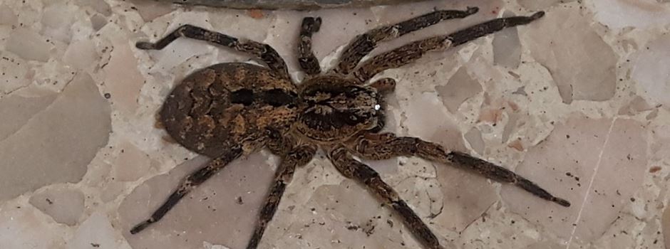 Nosferatu-Spinnen in Rheinhessen: Oft leben sie in den Wohnungen