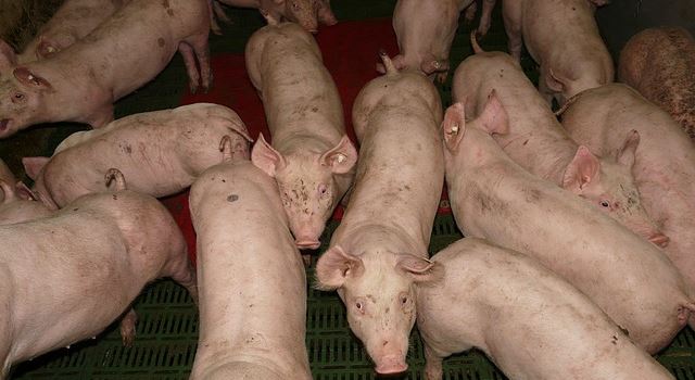 5D im Supermarkt: Schluss mit Schweinefleisch aus dem Ausland
