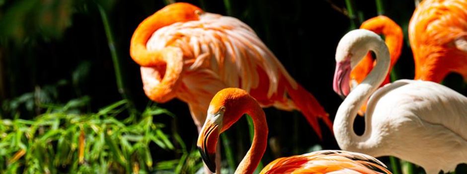 Toter Flamingo und Fahrrad in Gehege gefunden