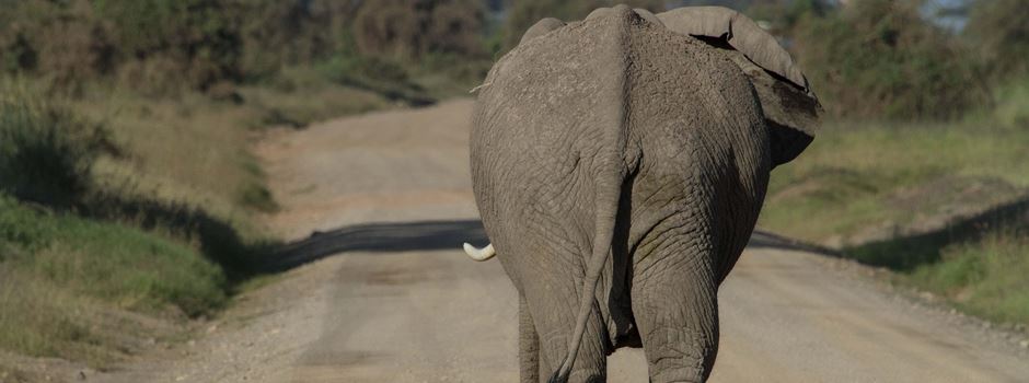 Polizei sucht Einbrecher in Elefanten-Kostüm