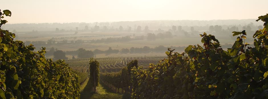 Top 500: Zwei Weingüter aus Rheinhessen dabei