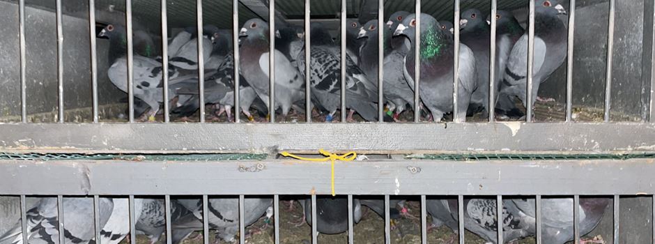 Tauben aus tierschutzwidrigem Transport beschlagnahmt