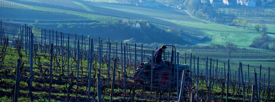 Weinbranche in Rheinland-Pfalz kämpft mit Absatzrückgang