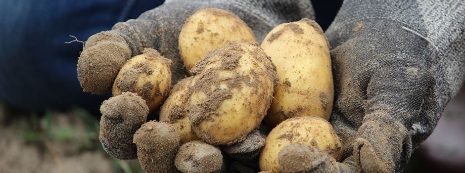 Hier können Kinder und Erwachsene Kartoffeln selbst ernten