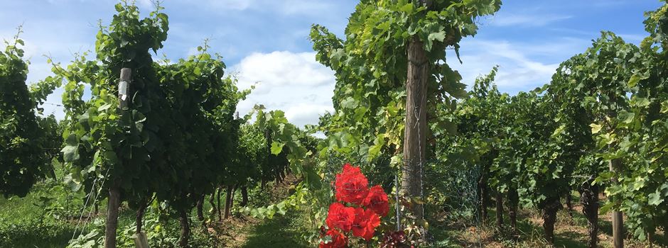 Weinbruderschaft Rheinhessen sucht und prämiert wieder Weinbergshäuschen