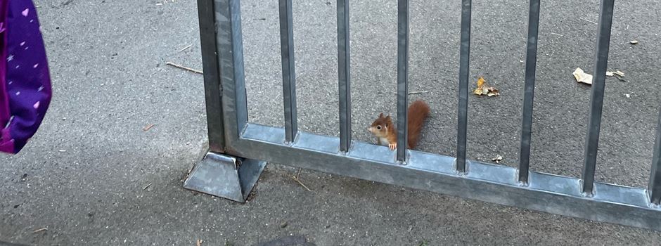Knuffiger Gast: Eichhörnchen mischt Mainzer Grundschule auf