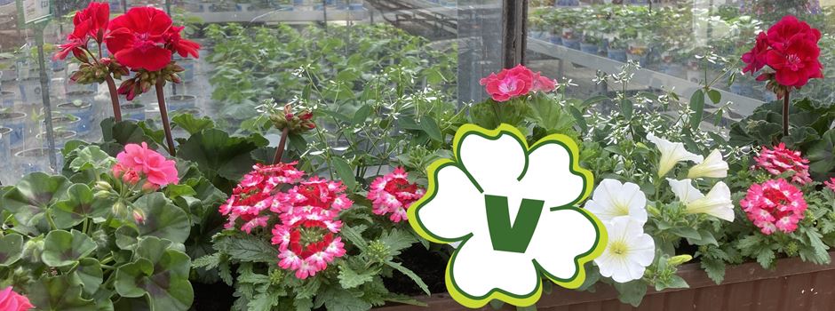 Gartenbaubetrieb Venneker: Bringen Sie jetzt Farbe in Ihren Garten!
