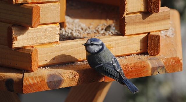 Vögel füttern im Winter: Das solltet ihr wissen