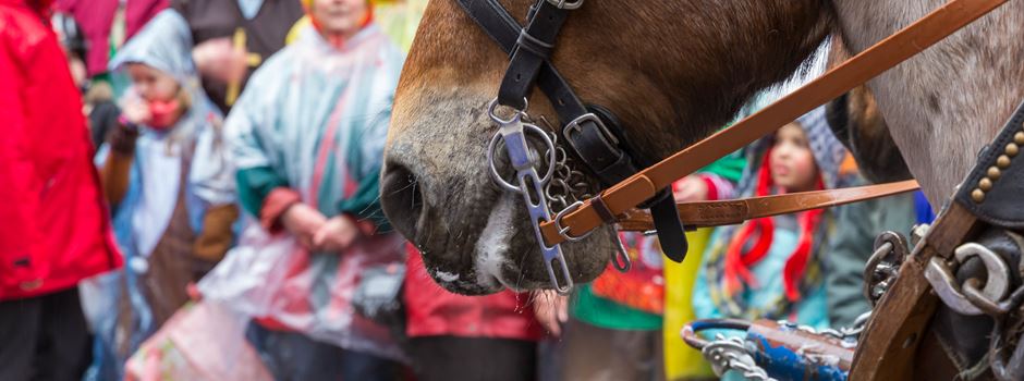 Sollten Pferde beim Mainzer Rosenmontagszug verboten werden?