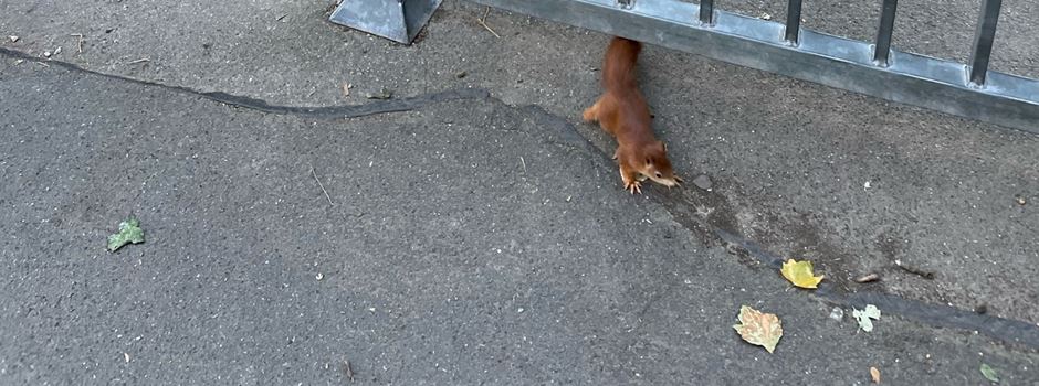 Eichhörnchen an Mainzer Grundschule: Wie man sich verhalten sollte