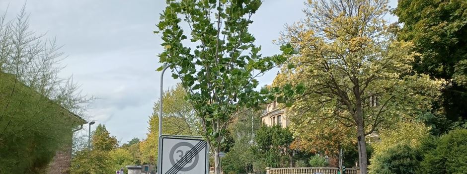 Stadt will mehr Bäume in Wiesbaden pflanzen