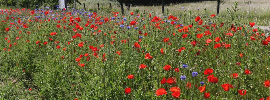Blühstreifen in Niederkassel: Artenvielfalt, Insektenschutz & ein schöner Anblick