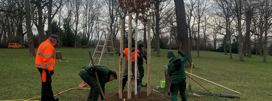 Stadt Mainz pflanzt 60 zusätzliche Bäume