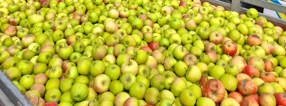 Frisch gepresster, naturreiner Apfelsaft aus Niederkasseler Äpfeln: Jetzt kaufen und den Bürgerverein unterstützen
