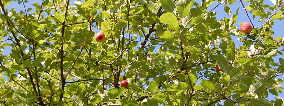 Äpfel, Birnen und Pflaumen in Herzebrock-Clarholz: Obst von gemeindeeigenen Bäumen an den Straßen darf gepflückt werden