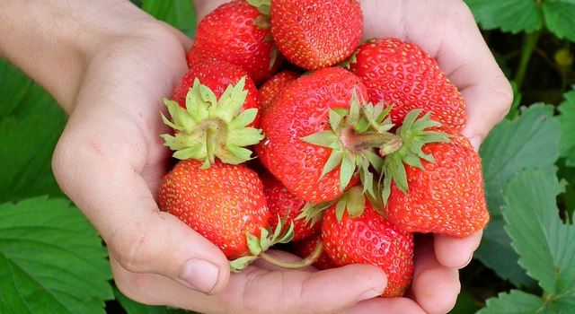 Letzte Chance: Noch gibt es Erdbeeren zum Selbstpflücken
