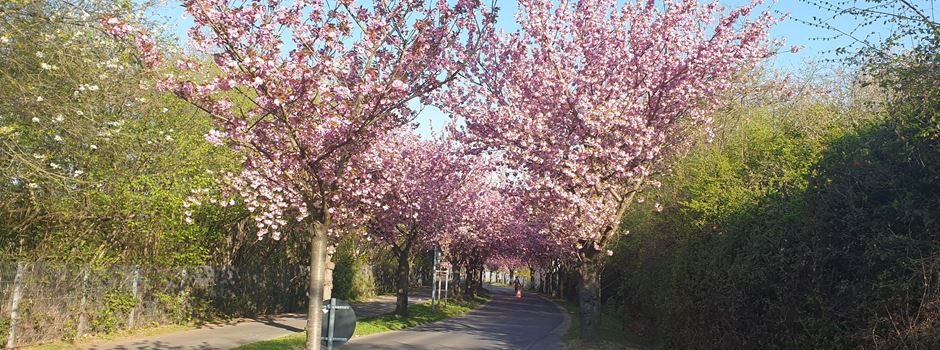 Lülsdorf: Kirschblütenallee muss Stadtbahn weichen