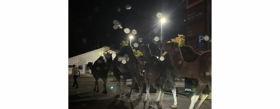 Anwohner staunen: Freilaufende Kamele auf Discounter-Parkplatz