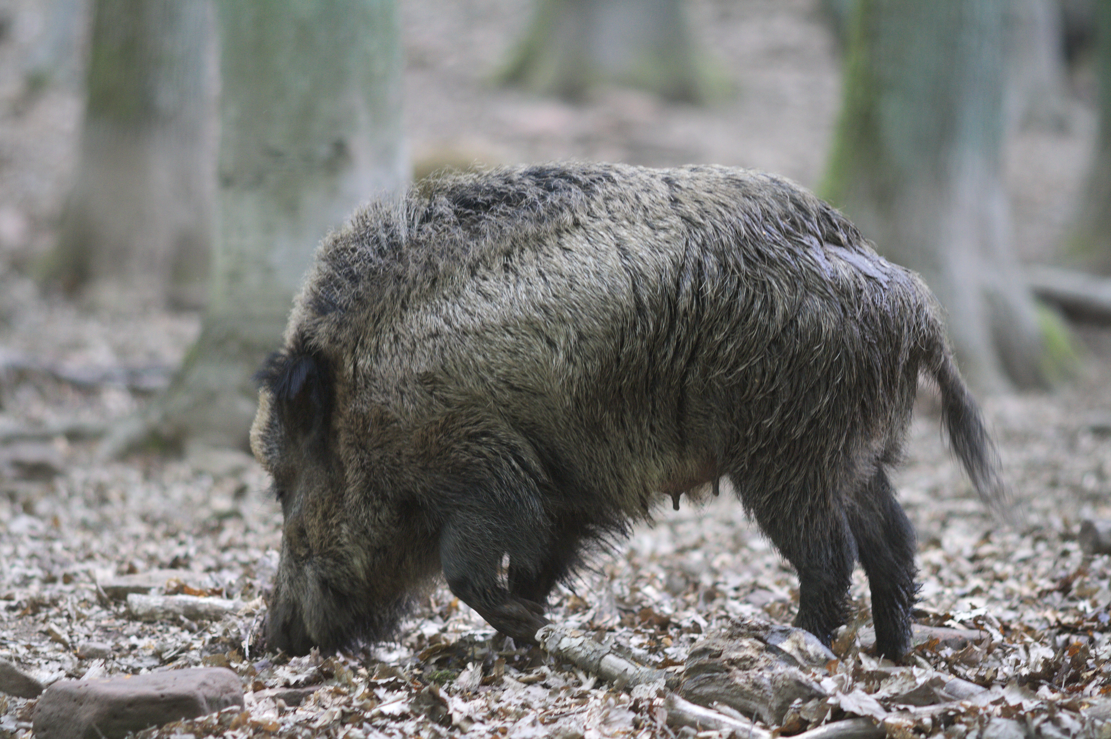 Afrikanische Schweinepest Im Kreis Groß-Gerau Nachgewiesen