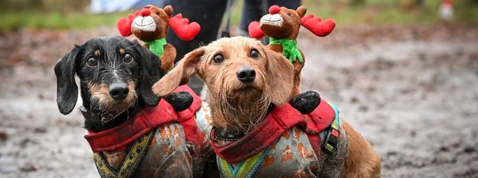 „Rudolph’s Run 2.0“: Spaß-, Sport- und Hobbylauf mit Hund am Brunausee