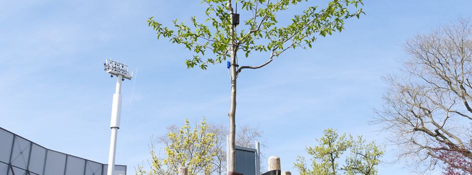 Mainzer Stadtbäume melden jetzt ihren Wasserbedarf