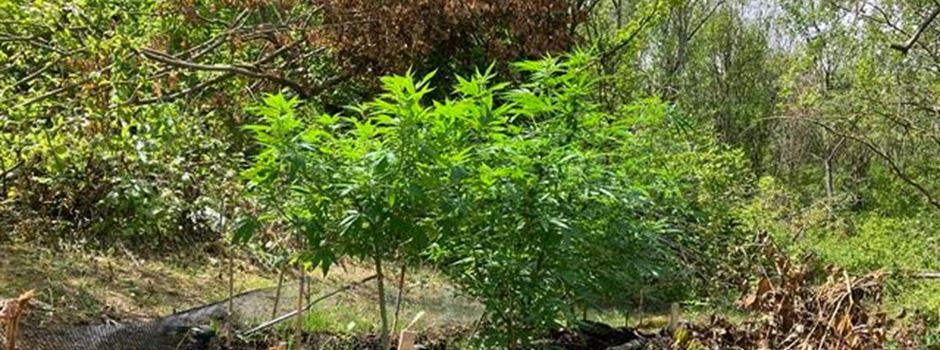 Cannabis-Plantage zwischen Nierstein und Dexheim entdeckt