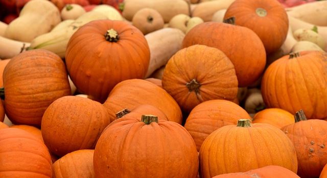 Kürbisse und andere Herbstfrüchte von den Hofläden um Augsburg