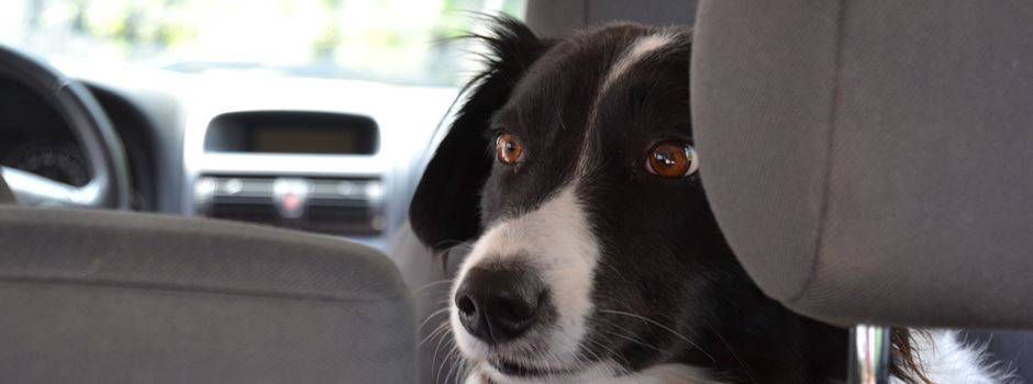 Hund bei Hitze im Auto – darf ich die Scheibe einschlagen?