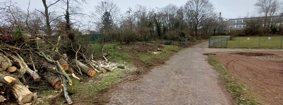 Kahlschlag: Fast 100 geschützte Bäume sollen in Mainz gefällt werden