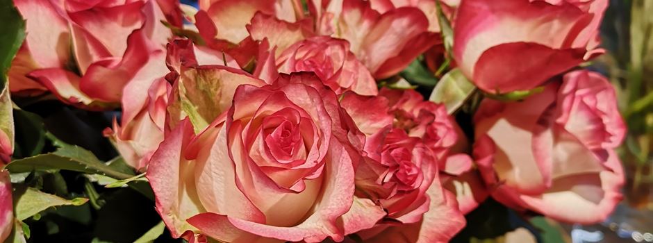 Der Valentinstag steht vor der Tür: 5 Blumenläden in Augsburg