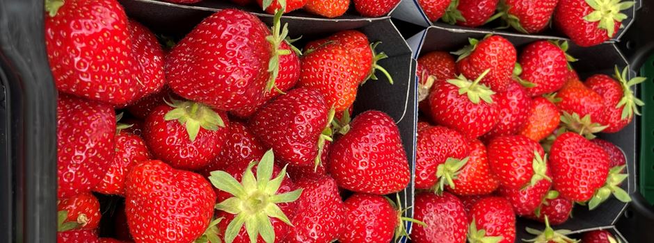 Die Augsburger Erdbeerfelder sind geöffnet: Erdbeeren selbst pflücken