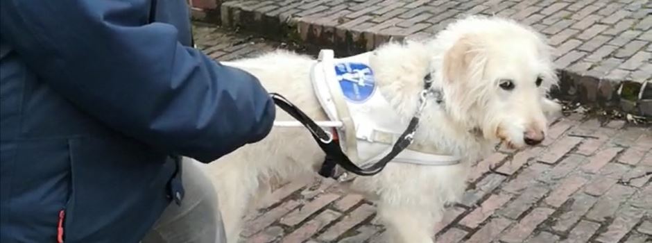 Auf einem Spaziergang mit Bronco, Blindenführhund in Augsburg