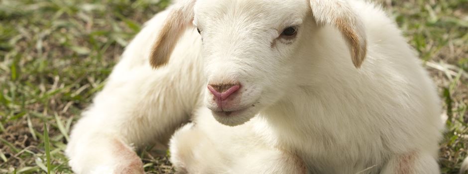 Schafe in Rheinhessen getötet und dann geraubt